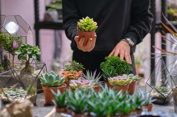 La sérénité des Jardins zen miniatures