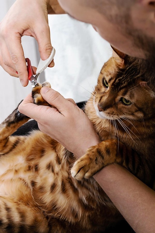 A quel moment faut-il couper les ongles des chats?