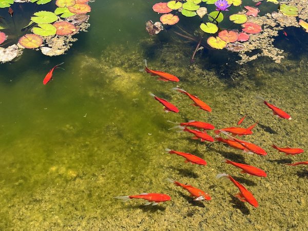 Qu'en est il du temps d'éclosion oeuf des poissons rouge?